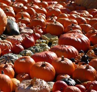 Pumpkin Feast